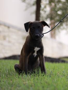 Rescue Belgian Shepherd Malinois and Mixed Breed Dogs for Adoption in Bryan, Texas - Jade | PetCurious