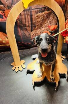 Rescue Australian Cattle Dog Blue Heeler Dogs for Adoption in Globe, Arizona - WINSTON | PetCurious