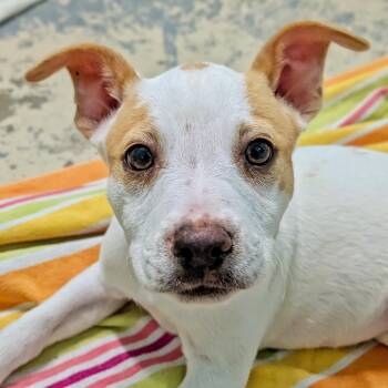 Jack Russell Terrier Dogs Available for Adoption in Eustis, Florida - Bean | PetCurious