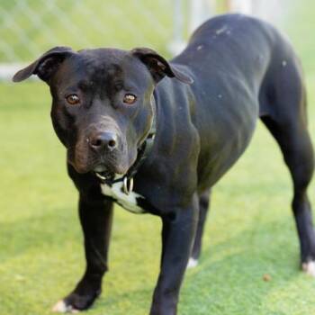 PAISLEY -  Pit Bull Terrier and Mixed Breed Dog for Adoption in Camarillo, California - PAISLEY | PetCurious