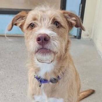 Ripple -  Terrier Dog for Adoption in Green Valley, Arizona - Ripple | PetCurious