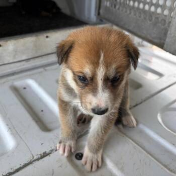 Shepherd Dogs Available for Adoption in Edinburg, Texas - Rubberband Jones | PetCurious