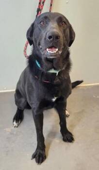 Kiwi -  Black Labrador Retriever Dog for Adoption in Butte, Montana - Kiwi | PetCurious