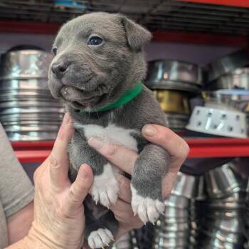 Kelsea -  Pit Bull Terrier Dog for Adoption in Jefferson City, Tennessee - Kelsea | PetCurious