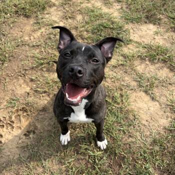 Skittles (ID 53094) -  Pit Bull Terrier Dog for Adoption in Manassas, Virginia - Skittles (ID 53094) | PetCurious