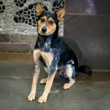 Toby -  Australian Cattle Dog Blue Heeler Dog for Adoption in Versailles, Kentucky - Toby | PetCurious