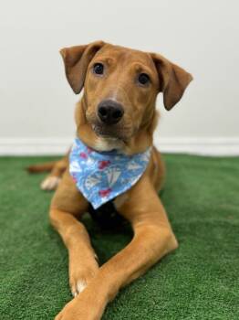 Labrador Retriever and Carolina Dog Dogs Available for Adoption - Leo | PetCurious