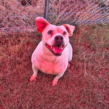 Rescue Bulldog Dogs for Adoption in Canyon, Texas - Carolina | PetCurious