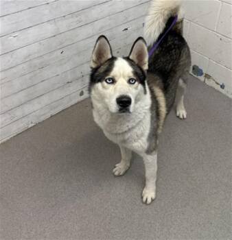 BRUCE -  Siberian Husky Dog for Adoption in San Bernardino, California - BRUCE | PetCurious