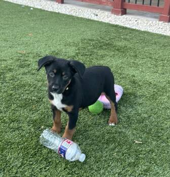 Shepherd Dogs Available for Adoption - Bandit  | PetCurious