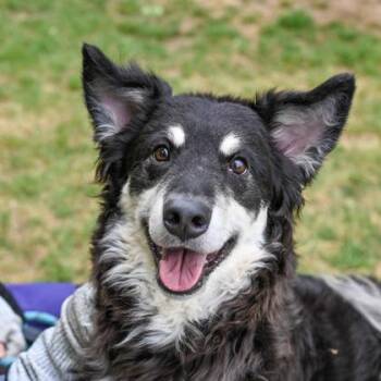 Mixed Breed Dogs Available for Adoption in Chamblee, Georgia - Pinstripe | PetCurious