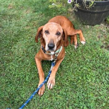Rescue Hound Dogs for Adoption in Harrisonburg, Virginia - Greta | PetCurious