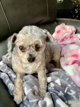 Yorkie Poo Dogs Available for Adoption - Hazel  | PetCurious