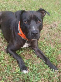 Rescue Pit Bull Terrier Dogs for Adoption in Magnolia, Delaware - Remy | PetCurious