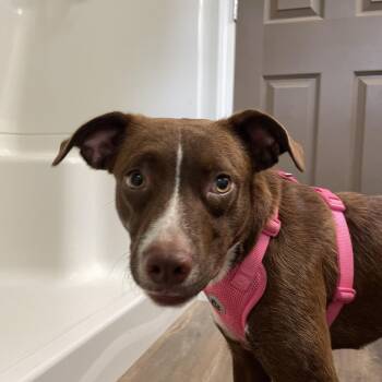 Gigi Hadid -  Chocolate Labrador Retriever and Collie Dog for Adoption in Andover, Massachusetts - Gigi Hadid | PetCurious