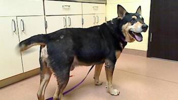 Australian Cattle Dog Blue Heeler and Akita Dogs Available for Adoption - GUMMY BEAR | PetCurious