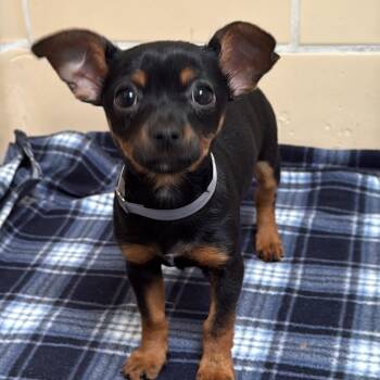 Chihuahua Dogs Available for Adoption - Valentine | PetCurious