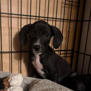 SUNDAE -  Collie Dog for Adoption in Pemberton Township, New Jersey - SUNDAE | PetCurious