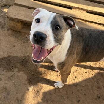 Ladybug -  Pit Bull Terrier Dog for Adoption - Ladybug | PetCurious