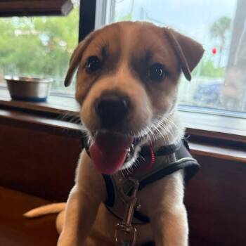Bingo -  Great Pyrenees and Saint Bernard Dog for Adoption in Jacksonville, Florida - Bingo | PetCurious