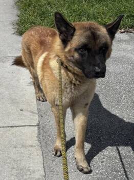 Rescue German Shepherd Dog and Mixed Breed Dogs for Adoption in Doral, Florida - SIMBA | PetCurious