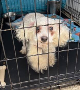 Rescue Bichon Frise and Mixed Breed Dogs for Adoption in Anderson, Indiana - Romeo | PetCurious