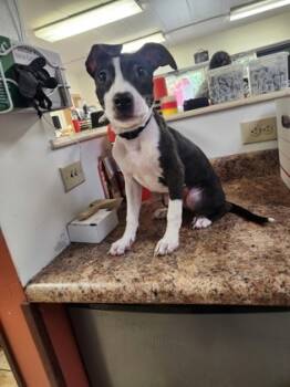 Rescue Mixed Breed Dogs for Adoption in Cincinnati, Ohio - Suspiria | PetCurious