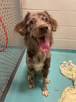 Maggie -  Australian Shepherd Dog for Adoption in Holly Springs, North Carolina - Maggie | PetCurious