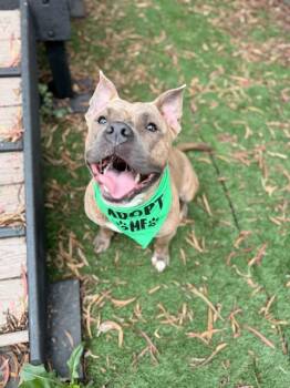 STACKS -  American Bulldog Dog for Adoption in Fremont, California - STACKS | PetCurious
