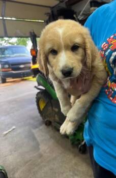 Great Pyrenees and Golden Retriever Dogs Available for Adoption in Cushing, Oklahoma - Nolan | PetCurious