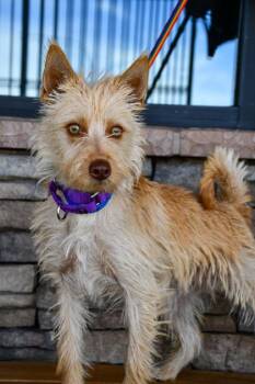 Cairn Terrier and Chihuahua Dogs Available for Adoption in Yakima, Washington - Percy | PetCurious