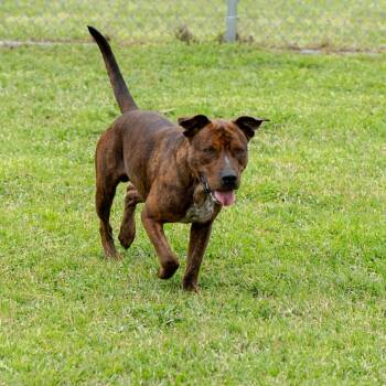 Mixed Breed Dogs Available for Adoption - Lewis | PetCurious