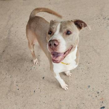 Pit Bull Terrier Dogs Available for Adoption in Cumming, Georgia - Dudley 22275 | PetCurious