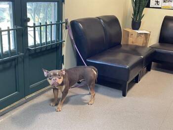 Rescue French Bulldog Dogs for Adoption in Pasadena, California - A525224 | PetCurious