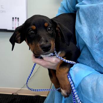 Juniper -  Mixed Breed Dog for Adoption in Skokie, Illinois - Juniper | PetCurious