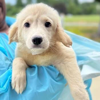 Jamie -  Mixed Breed Dog for Adoption in Hendersonville, North Carolina - Jamie | PetCurious