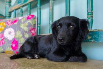 Pepper -  Papillon and Dachshund Dog for Adoption in San Antonio, Texas - Pepper | PetCurious