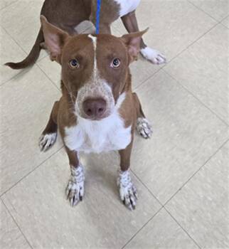 RASCAL FLATTS -  Australian Cattle Dog Blue Heeler and Mixed Breed Dog Available for Adoption in Killeen, Texas - RASCAL FLATTS | PetCurious
