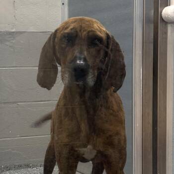 Plott Hound Dogs Available for Adoption in Charlottesville, Virginia - Brewer | PetCurious
