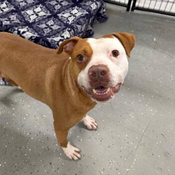 Dasher -  Mixed Breed Dog for Adoption in Walker, Michigan - Dasher | PetCurious