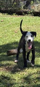 Oreo 7mo AVA 9/16 -  Labrador Retriever Dog for Adoption in Sterling, Massachusetts - Oreo 7mo AVA 9/16 | PetCurious