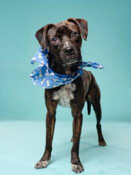 Sargent -  Mixed Breed Dog for Adoption in Atlanta, Georgia - Sargent | PetCurious