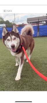 Seneca -  Siberian Husky Dog for Adoption in York, Pennsylvania - Seneca | PetCurious