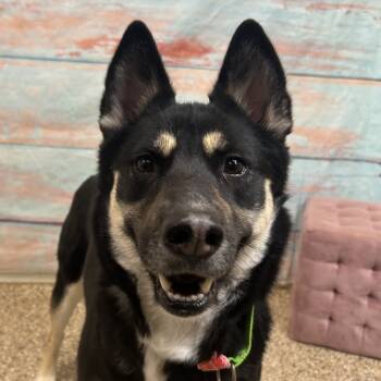 Rescue Mixed Breed Dogs for Adoption in Cheyenne, Wyoming - Oatmeal | PetCurious