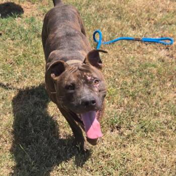 Bronco -  Mixed Breed Dog for Adoption in Pauls Valley, Oklahoma - Bronco | PetCurious