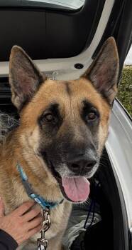 Rescue German Shepherd Dog Dogs for Adoption in Pompano Beach, Florida - Rex 3141 | PetCurious