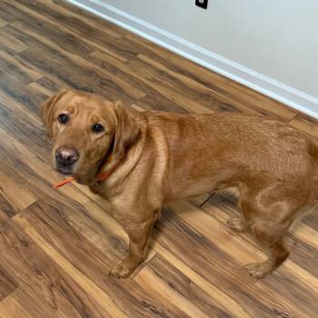 Rescue Golden Retriever Dogs for Adoption in Troy, Virginia - Ginger | PetCurious