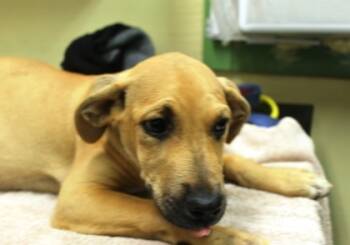 Rescue Black Mouth Cur and Mixed Breed Dogs for Adoption in Picayune, Mississippi - Fitz | PetCurious