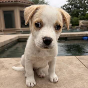 Mixed Breed Dogs Available for Adoption in Houston, Texas - Clarissa | PetCurious