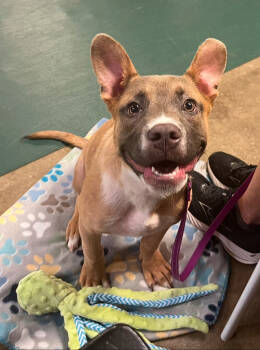 Rescue Labrador Retriever and Pit Bull Terrier Dogs for Adoption in Brewster, New York - Leo | PetCurious